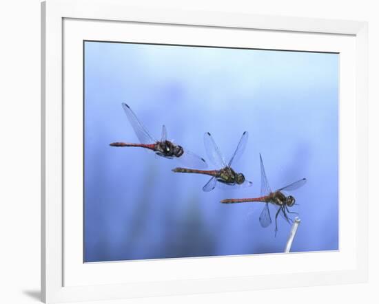 Common Darter Dragonfly Male Landing on Flower, UK-Kim Taylor-Framed Photographic Print