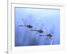 Common Darter Dragonfly Male Landing on Flower, UK-Kim Taylor-Framed Photographic Print