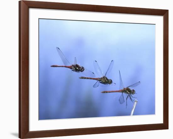 Common Darter Dragonfly Male Landing on Flower, UK-Kim Taylor-Framed Photographic Print