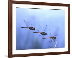 Common Darter Dragonfly Male Landing on Flower, UK-Kim Taylor-Framed Photographic Print