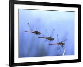 Common Darter Dragonfly Male Landing on Flower, UK-Kim Taylor-Framed Photographic Print