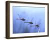 Common Darter Dragonfly Male Landing on Flower, UK-Kim Taylor-Framed Photographic Print