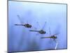 Common Darter Dragonfly Male Landing on Flower, UK-Kim Taylor-Mounted Photographic Print