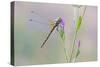 Common Darter Dragonfly Resting on Common Centaury-null-Stretched Canvas