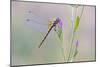 Common Darter Dragonfly Resting on Common Centaury-null-Mounted Photographic Print