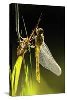 Common Darter Dragonfly {Sympetrum Striolatum} Recently Emerged from Nymphal Case, Cornwall, UK-Ross Hoddinott-Stretched Canvas