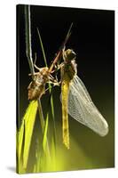 Common Darter Dragonfly {Sympetrum Striolatum} Recently Emerged from Nymphal Case, Cornwall, UK-Ross Hoddinott-Stretched Canvas