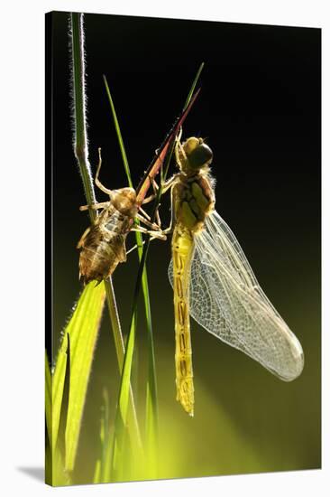 Common Darter Dragonfly {Sympetrum Striolatum} Recently Emerged from Nymphal Case, Cornwall, UK-Ross Hoddinott-Stretched Canvas