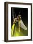 Common Darter Dragonfly {Sympetrum Striolatum} Recently Emerged from Nymphal Case, Cornwall, UK-Ross Hoddinott-Framed Photographic Print
