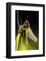 Common Darter Dragonfly {Sympetrum Striolatum} Recently Emerged from Nymphal Case, Cornwall, UK-Ross Hoddinott-Framed Photographic Print