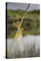 Common Darter Dragonfly-null-Stretched Canvas