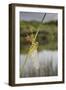 Common Darter Dragonfly-null-Framed Photographic Print