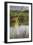 Common Darter Dragonfly-null-Framed Photographic Print