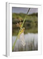 Common Darter Dragonfly-null-Framed Photographic Print