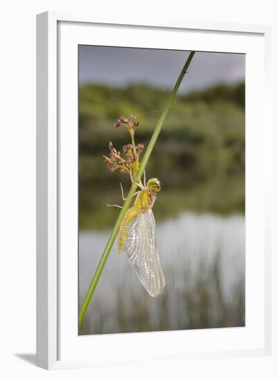 Common Darter Dragonfly-null-Framed Photographic Print