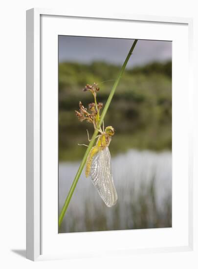 Common Darter Dragonfly-null-Framed Photographic Print