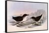 Common Diving Petrel, Pelecanoides Urinatrix-Henry Constantine Richter-Framed Stretched Canvas