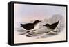 Common Diving Petrel, Pelecanoides Urinatrix-Henry Constantine Richter-Framed Stretched Canvas