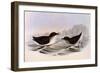 Common Diving Petrel, Pelecanoides Urinatrix-Henry Constantine Richter-Framed Giclee Print