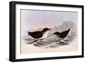 Common Diving Petrel, Pelecanoides Urinatrix-Henry Constantine Richter-Framed Giclee Print