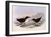 Common Diving Petrel, Pelecanoides Urinatrix-Henry Constantine Richter-Framed Giclee Print