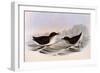 Common Diving Petrel, Pelecanoides Urinatrix-Henry Constantine Richter-Framed Giclee Print