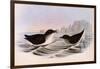 Common Diving Petrel, Pelecanoides Urinatrix-Henry Constantine Richter-Framed Giclee Print