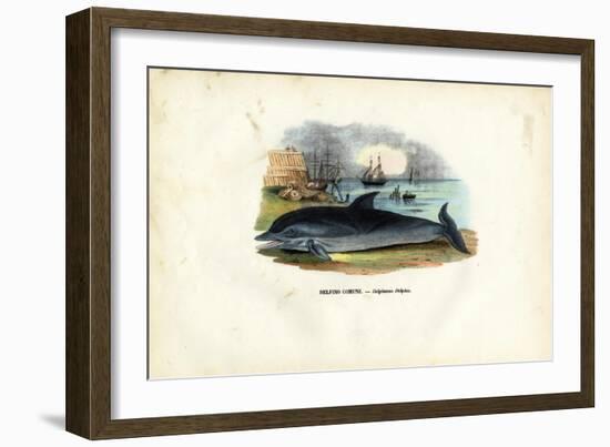 Common Dolphin, 1863-79-Raimundo Petraroja-Framed Giclee Print