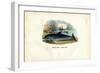 Common Dolphin, 1863-79-Raimundo Petraroja-Framed Giclee Print