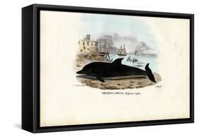 Common Dolphin, 1863-79-Raimundo Petraroja-Framed Stretched Canvas