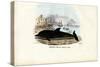 Common Dolphin, 1863-79-Raimundo Petraroja-Stretched Canvas
