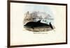 Common Dolphin, 1863-79-Raimundo Petraroja-Framed Giclee Print