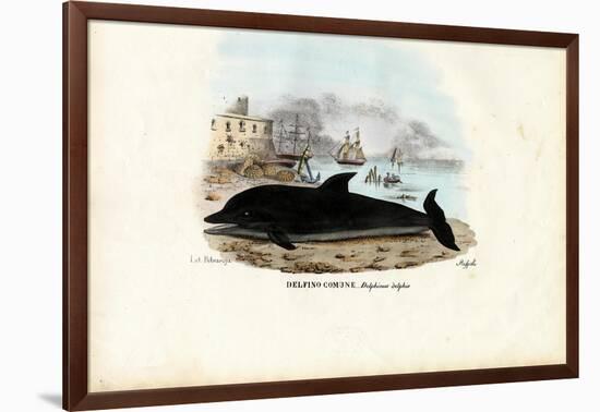 Common Dolphin, 1863-79-Raimundo Petraroja-Framed Giclee Print