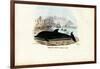 Common Dolphin, 1863-79-Raimundo Petraroja-Framed Giclee Print