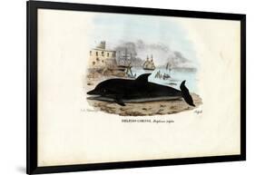 Common Dolphin, 1863-79-Raimundo Petraroja-Framed Giclee Print