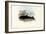 Common Dolphin, 1863-79-Raimundo Petraroja-Framed Giclee Print
