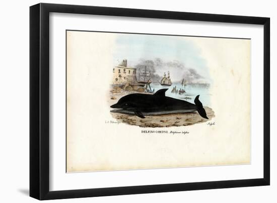 Common Dolphin, 1863-79-Raimundo Petraroja-Framed Giclee Print