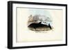 Common Dolphin, 1863-79-Raimundo Petraroja-Framed Giclee Print