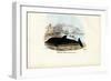 Common Dolphin, 1863-79-Raimundo Petraroja-Framed Giclee Print