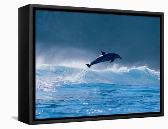 Common Dolphin Breaching in the Sea-null-Framed Stretched Canvas