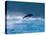 Common Dolphin Breaching in the Sea-null-Stretched Canvas