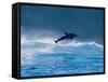 Common Dolphin Breaching in the Sea-null-Framed Stretched Canvas