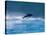 Common Dolphin Breaching in the Sea-null-Stretched Canvas