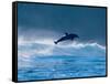 Common Dolphin Breaching in the Sea-null-Framed Stretched Canvas