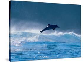 Common Dolphin Breaching in the Sea-null-Stretched Canvas
