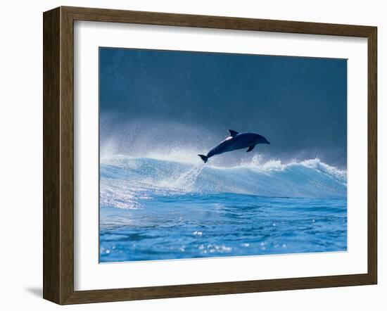 Common Dolphin Breaching in the Sea-null-Framed Photographic Print