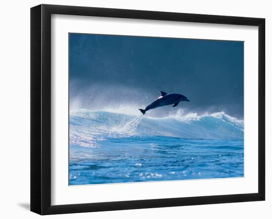 Common Dolphin Breaching in the Sea-null-Framed Photographic Print