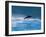 Common Dolphin Breaching in the Sea-null-Framed Photographic Print