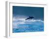 Common Dolphin Breaching in the Sea-null-Framed Photographic Print