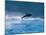 Common Dolphin Breaching in the Sea-null-Mounted Photographic Print